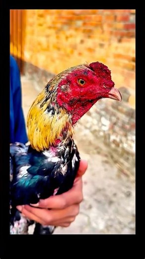 Shamo chicken training for peak performance.Shamo market ending?🤔