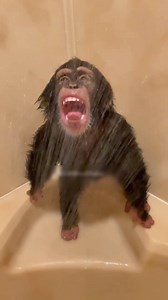226K views · 4.2K reactions | Cutest boy in the whole wide world!! #shower #cute | Chimpanzee Show 01 | Facebook
