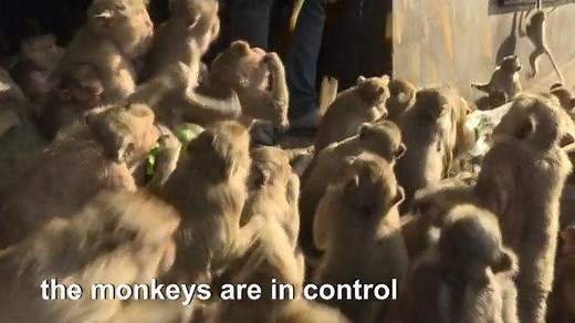 Humans try to take back Thai city from monkeys. Residents barricaded indoors, rival gang fights and no-go zones for humans. Welcome to Lopburi, an ancient Thai city overrun by monkeys super-charged on junk food, whose population is growing out of control. | AFP News Agency
