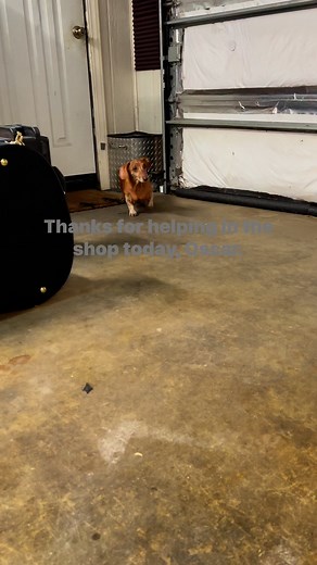 #doglovers | Mike Stoker