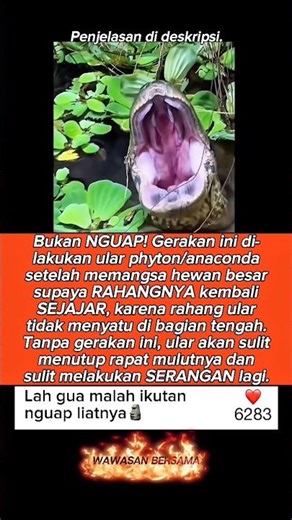 Gerakan pemulih rahang💀