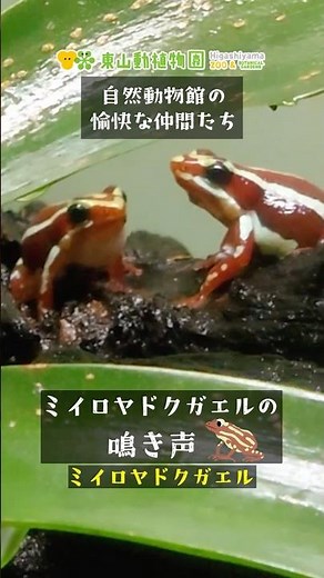【東山動植物園公式】ミイロヤドクガエルの鳴き声〜求愛行動〜《 ミイロヤドクガエル ヤドクガエル カエル 両生類 自然動物館 》#shorts