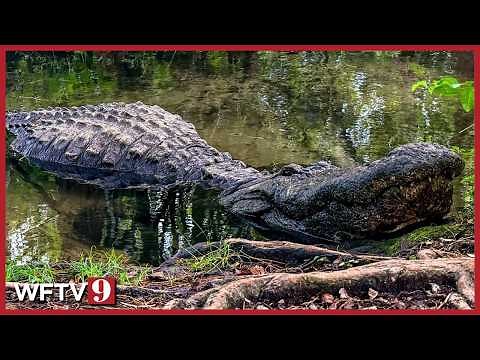 Woman Killed in Deadly Alligator Attack at Florida River