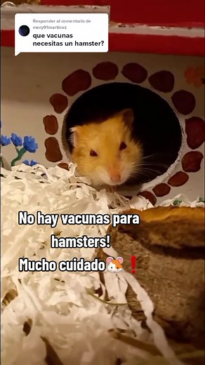 Respuesta a @mery91martinez No hay vacunas para hamsters 💉 🐹❗️