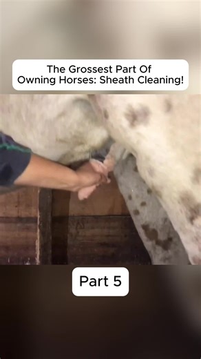 #horse,#vet,#pen,#equine,#training | horse videos