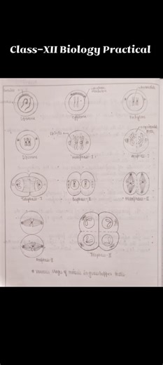 Biology Class-XII Practical Meiosis in bud of onion or grasshopper testis #biology #explore #shorts