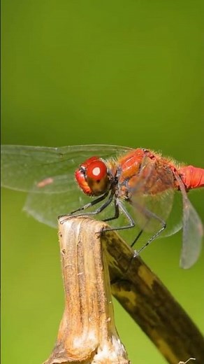 Dragonflies have a 95% Hunting Success Rate!