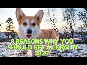 8 Reasons Why You Should Get a Corgi in 2025!