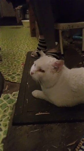 Can cats eat chocolate?