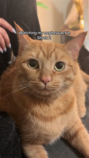 I don’t think he got paid enough for his part #shrek #pussinboots #orangecat