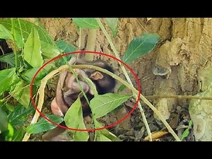 What Wrong With Newborn Baby Monkey ? Mom Very Scare To Help Baby.