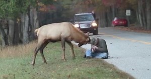 'A problem waiting to happen': Headstrong elk euthanized after confrontation video goes viral