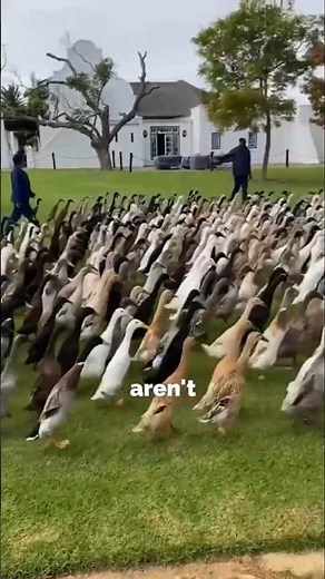 The Most Amazing Duck Breeds in the World 😳