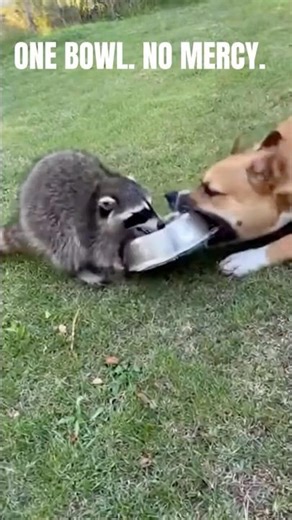They Both Went for the Same Bowl and Lost Their Minds 😳 #pets #shorts
