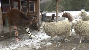 81K views · 4.1K reactions | On a muddy, early Spring day we had a bunch of awesome volunteers helping clean out a barn, and so the four-legged residents bopped around the sanctuary. What ensues is always entertaining! Featuring Fawn, our famous cow who is recovering from severe leg injuries. With our upcoming move we really need your support! WoodstockSanctuary.org/give And learn more about Fawn at WoodstockSanctuary.org/fawn | Woodstock Farm Sanctuary | Facebook