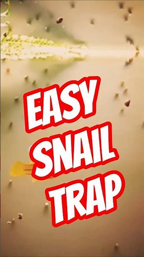 Stop Pest Snails in Your Fish Tank🐌😱(2 Methods)