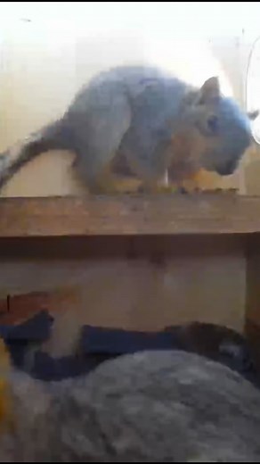 6.4K views · 3.7K reactions | Chip and Dale spent the afternoon in...