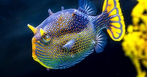 Where You See a Fancy Fish, Engineers See Alan Turing’s Math