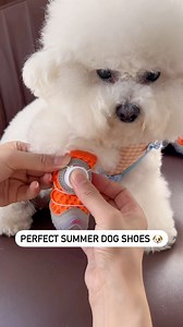 Perfect shoes for my dog 🐶 | Dogs Pets Puppies