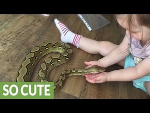 2-year-old plays with 6 foot long pet python