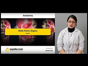 Male Pelvic Organs | Testes | Gross Anatomy of Genitalia Masculina
