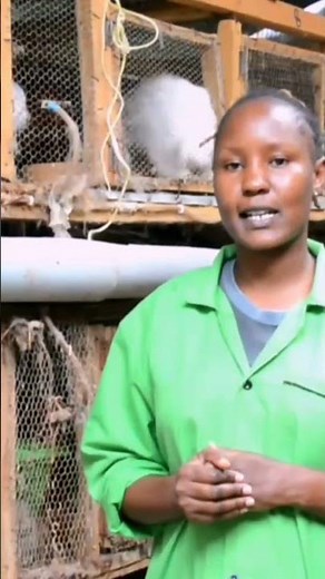 How to handle rabbit urine and benefits of rabbit urine. #rabbitry #rabbit #rabbitfarming