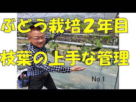 How to grow 2nd year grapes well 2021_1.Shine Muscat.