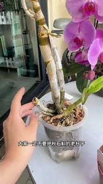 Revive Your Dendrobium: Fixing Bare Stems in Autumn