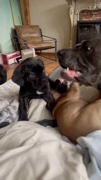 Cane Corso Mother Disciplines Puppy #canecorso #dog #corso #dogsofyoutube #shortvideo