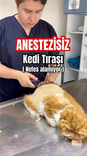 Anestezisiz kedi traşı nasıl yapılır ?