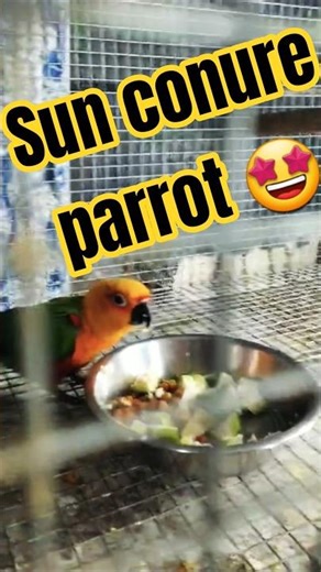 sun conure parrot eating food/conure parrot food time. #conure #sunconure #parrot #shortvideo