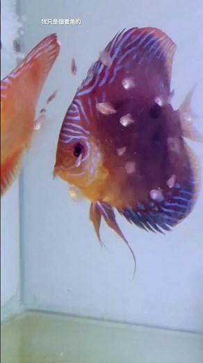 Alenquer discus fish with frost – Pure Aquatic Joy! | The daily life of an Alenquer discus fish w...