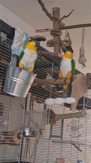 Crazy Caique LOVES Metal Sounds! 🔊😂 Powerful Parrot Playing with a Metal Pot #Caique #Parrot