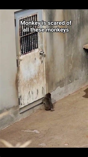 🥺 tody Mnkey is scard of all these mnkeys Bcause thy all pnishd it 🐵🐒