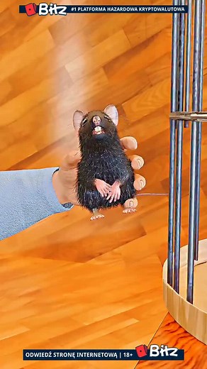 Why Do Rats Get Addicted to Drugs? The Truth About the Rat Park Experiment #science #experiment #addiction #facts #viral | madzackshow