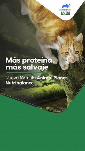157 reactions | Tu gato necesita una alimentación rica en proteína, que alimente su instinto natural. Con nuestra nueva fórmula de Animal Planet Nutribalance (65% proteína de origen animal y 35% vegetal), les brindas energía y nutrición de calidad. ¡Más cerca de la naturaleza, incluso en tu casa! #NuevaFórmula #NutreSuInstinto #AnimalPlanetNutribalance #MásProteína #MascotasFelices | Animal Planet Nutribalance | Facebook