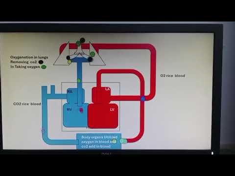 Animation of human circulatory system