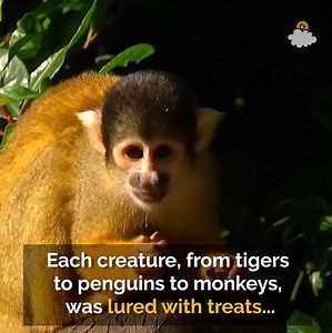 How do you get a tiger’s measurements? The London Zoo is showing us how! Keepers performed the annual animal weigh-in, and used a variety of awesome tricks to get the information they needed about each and every creature, big and small! See more: http://littlethings.us/0FVimE | LittleThings - Trending Stories