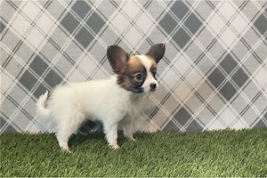 Harlow - Papillon Puppy 637BC5