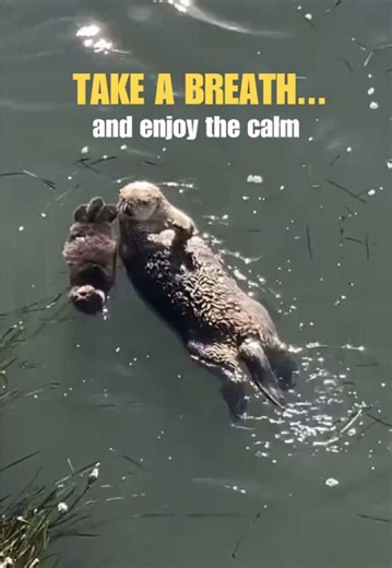 Your moment of peace today. Send this to someone who needs it and tell me what helps you relax. Let the otter float, breathe slowly, and let your mind unwind for a few seconds. Fun fact: sea otters wrap themselves in kelp so they don’t drift away while resting. #otter #momentoftruth #nature #relax #otters