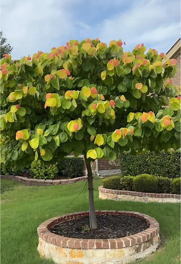 Discover the Beauty of Rising Sun Eastern Redbud Trees