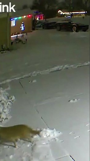 Coyote carrying dinner seen in Oakland County