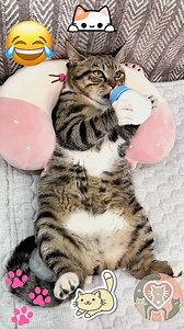 When you love the bottle, there’s no age to stop drinking from it. 😂 #catlover | I Love my Cats