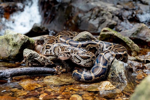 Burmese Python - Python bivitattus — HongKongSnakeID.com