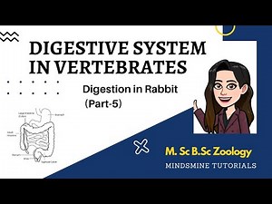Digestive system in Vertebrates (Mammals-Rabbit) Video Lecture | Zoology Optional Notes for UPSC