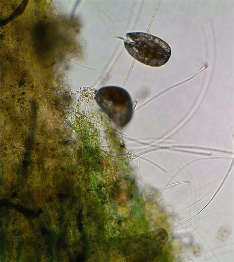 Marine Ostracods , 100x,, #aquarium #science #microscope