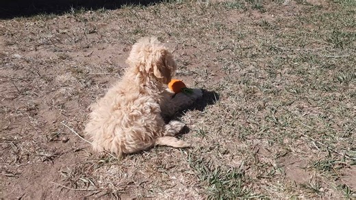 Cockapoo puppy for sale