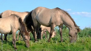 Slow motion, Herd wild horses grazes in a green meadow. Wild Konik or Polish primitive horse. Ermakov island, Danube Biosphere Reserve in Danube delta, Ukraine