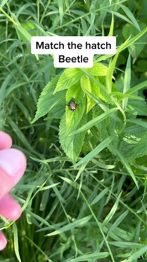 Teaching my son all about matching the hatch. #matchthehatch #flyfishing #flyfish #fishtok #flyfishingnation #flyfishinglife #flyfishdelawhere #fishingrod #japanesebeetles #matchingthehatch #flyfishingtiktok #sunnyfish #fishinglife #fisherman #fishermen #flyfishadventures #tightlines #wetnets #flyfishingcheck #lidrig #amarbleheadflyfisher
