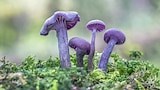 Fungi Facts - Gardening Australia